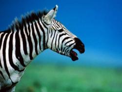 7art Stripy Zebras ScreenSaver