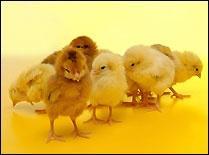 Baby Chicks Screensaver
