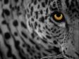 Beautiful Leopards Screensaver (1 / 3)