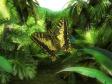 Butterfly Jungle 3D Screensaver (1 / 3)