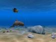 Dolphin Aqua Life 3D Screensaver (1 / 1)
