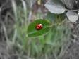 Free Ladybug Screensaver (2 / 3)