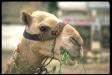 Camel Screensaver (1 / 1)