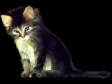 Lovely Cats screensaver (1 / 1)