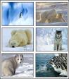 Polar Animals Screensaver (1 / 1)