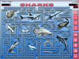 Sharks (1 / 1)