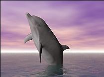 Animated Dolphins Screensaver