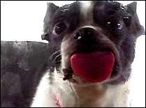 Must Love Dogs - Boston Terrier Screensaver 