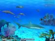 3D Marine Aquarium Screensaver (1 / 1)