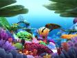 Marine Life 3D Screensaver (1 / 3)