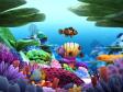 Marine Life 3D Screensaver (2 / 3)