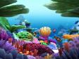 Marine Life 3D Screensaver (3 / 3)